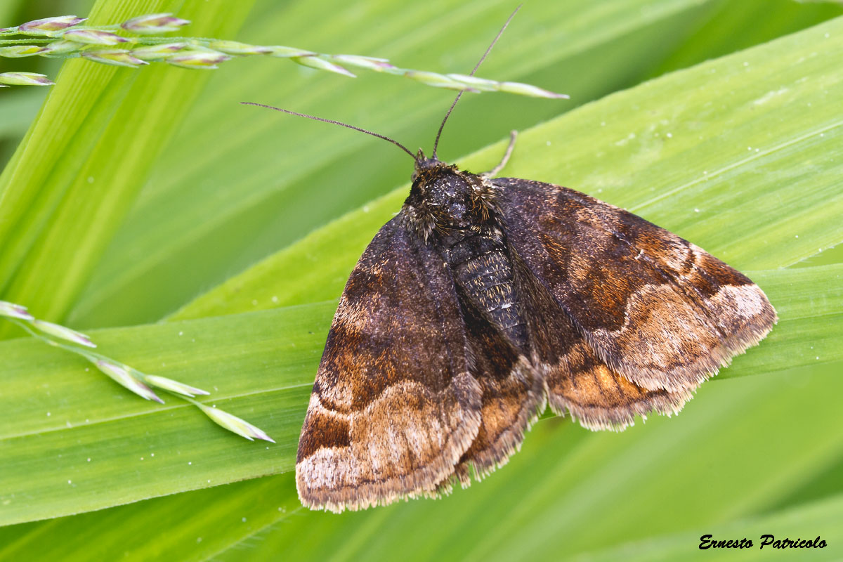 Geometridae da identificare - Euclidia (Euclidia) glyphica, Erebidae